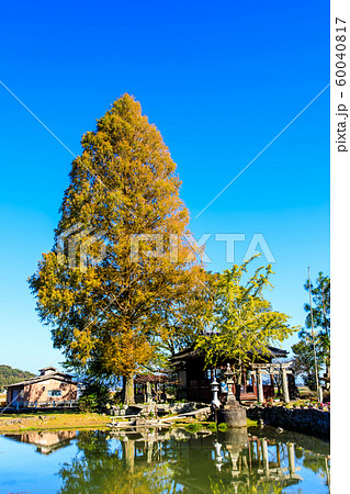 縫ノ池の秋景色　【佐賀県杵島郡白石町】 60040817