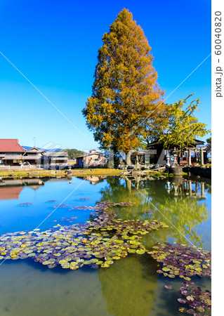 縫ノ池の秋景色　【佐賀県杵島郡白石町】 60040820