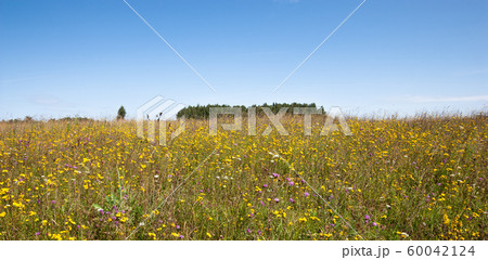Field with grass and wildflowers 60042124