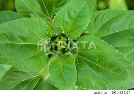 Small green sunflower bud close-up Small green sunflower bud close-up 60042134