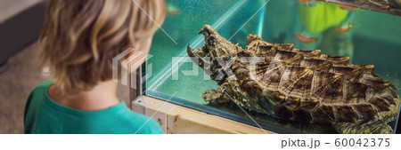 Little kid boy admire big turtles in terrarium through the glass BANNER, LONG FORMAT 60042375