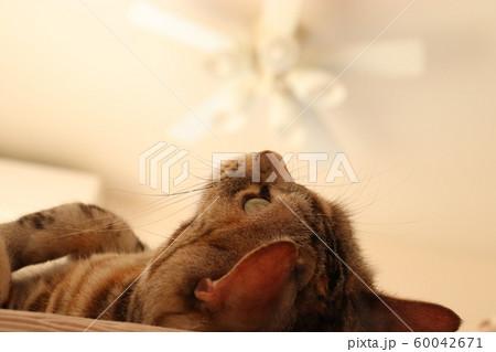 仰向けに寝る猫物思いにふけるアメショー 60042671