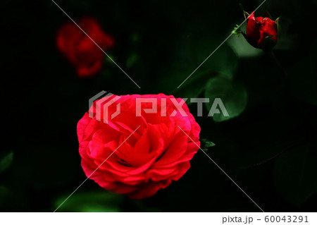 バラ 朱赤色の花 バラ 朱赤色の花 60043291