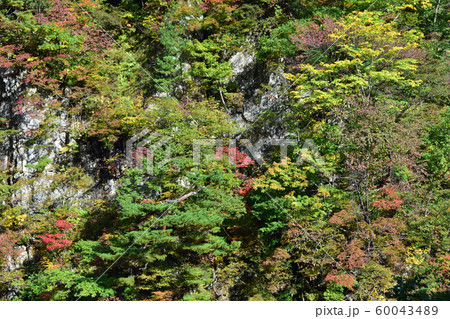 白山ホワイトロード 蛇谷 紅葉 白山ホワイトロード 蛇谷 紅葉 60043489