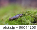 Snail on moss. 60044105