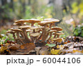 Honey mushrooms - Armillaria recorded on blurred 60044106