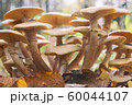 Honey mushrooms - Armillaria recorded on blurred 60044107