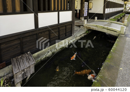 津和野　殿町通り　掘割の鯉　島根県鹿足郡津和野町 60044120