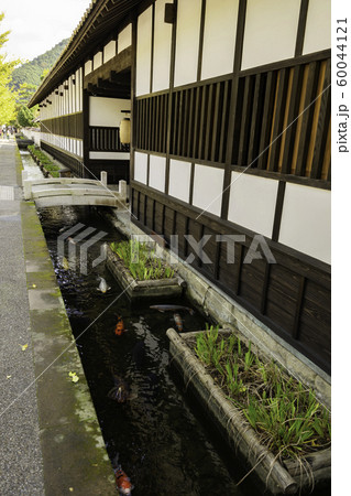 津和野　殿町通り　掘割の鯉　島根県鹿足郡津和野町 60044121