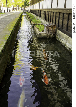 津和野 殿町通り 掘割の鯉 島根県鹿足郡津和野町 津和野 殿町通り 掘割の鯉 島根県鹿足郡津和野町 60044122