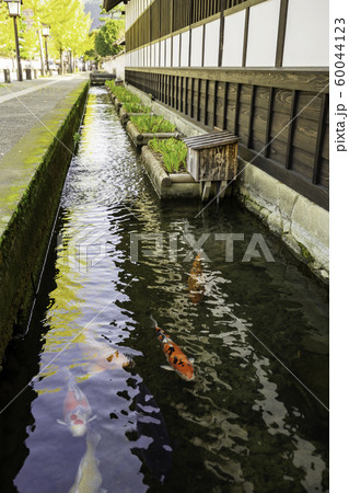 津和野　殿町通り　掘割の鯉　島根県鹿足郡津和野町 60044123