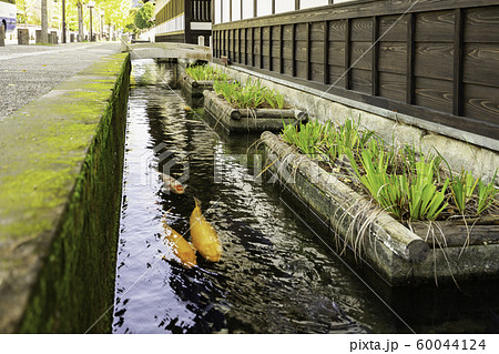 津和野 殿町通り 掘割の鯉 島根県鹿足郡津和野町 津和野 殿町通り 掘割の鯉 島根県鹿足郡津和野町 60044124