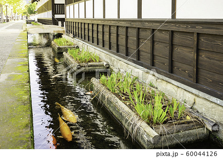 津和野 殿町通り 掘割の鯉 島根県鹿足郡津和野町 津和野 殿町通り 掘割の鯉 島根県鹿足郡津和野町 60044126