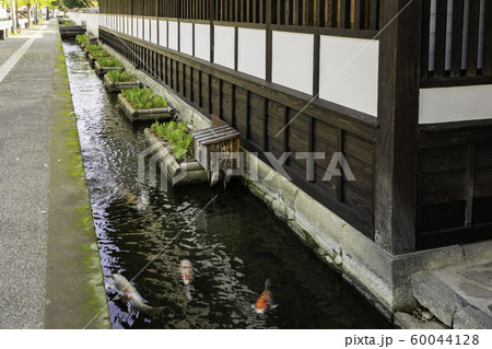 津和野　殿町通り　掘割の鯉　島根県鹿足郡津和野町 60044128