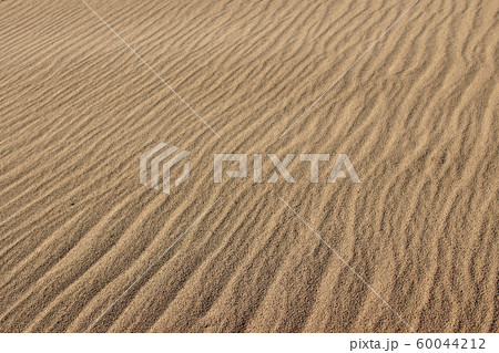 鳥取　四季の散歩　秋　鳥取砂丘 60044212