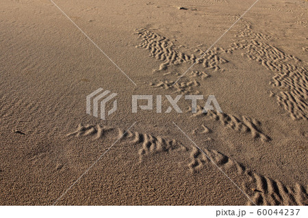 鳥取　四季の散歩　秋　鳥取砂丘 60044237