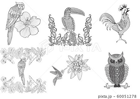 set of doodle outline the birds toucan, owl 60051278