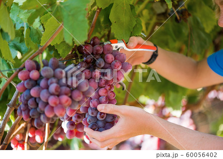 Close-up male hands picking bunch of red grapes 60056402