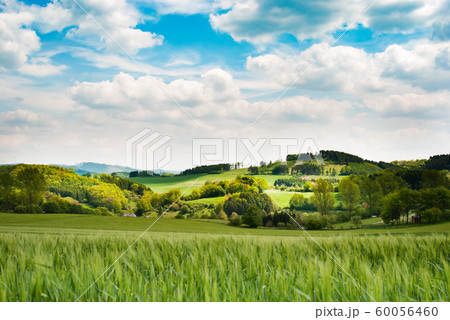 Day natural view at German pastures and cornfields Day natural view at German pastures and cornfields 60056460