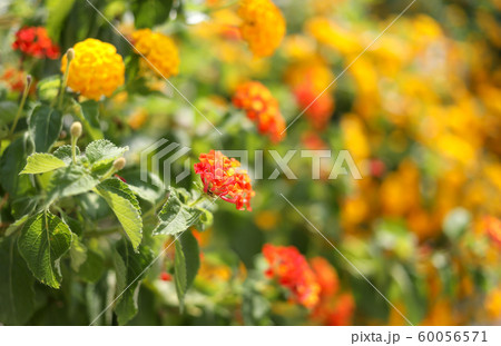 Beautiful floral background of flowerbed of yellow-orange marigolds. Blurred image. Selective focus. Side view. 60056571