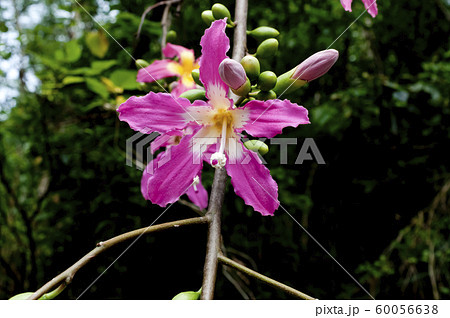トックリキワタの花 トックリキワタの花 60056638
