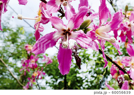 トックリキワタの花の写真素材