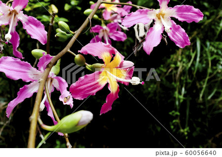 トックリキワタの花 トックリキワタの花 60056640
