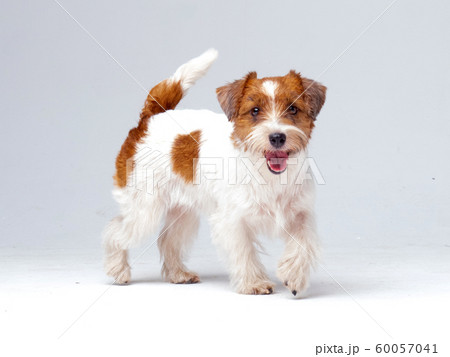 Jack Russell Terrier in studio 60057041