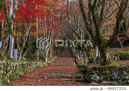 鶏足寺　紅葉 60057320