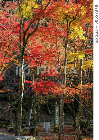 鶏足寺 紅葉 鶏足寺 紅葉 60057348