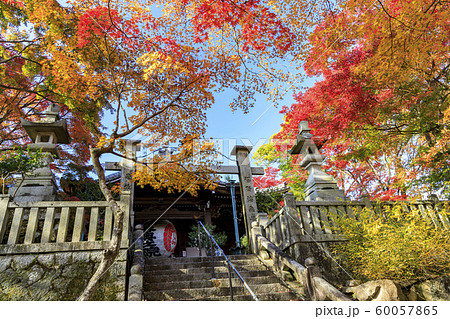 楊谷寺　柳谷観音　紅葉 60057865