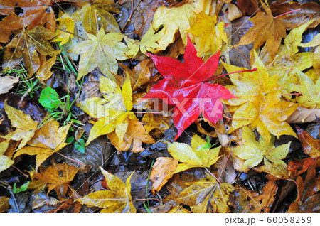 晩秋の森 紅葉落葉 もみじの落葉 落葉の森の写真素材