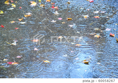 雨の波紋と落葉のハーモニー 枯葉散る雨の舗道 雨の波紋と落葉のハーモニー 枯葉散る雨の舗道 60058267