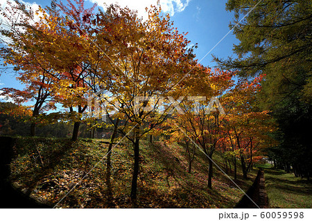秋のいずみ湖公園 60059598