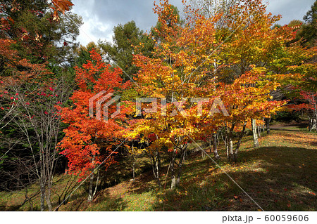 秋のいずみ湖公園 60059606