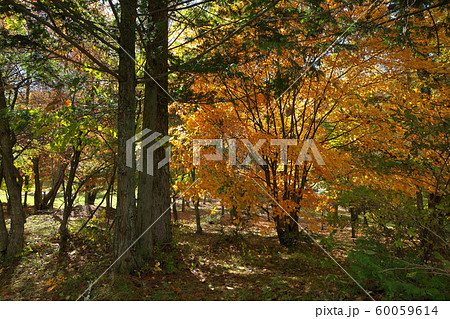 秋のいずみ湖公園 60059614