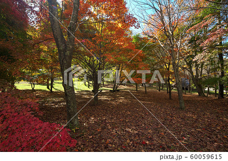 秋のいずみ湖公園 60059615