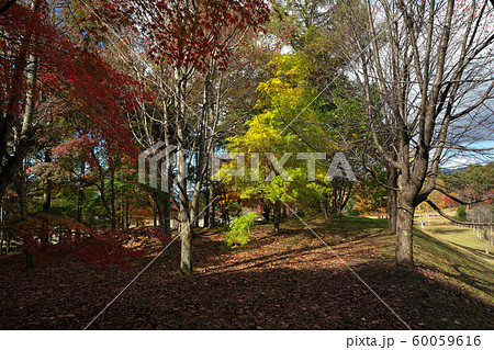 秋のいずみ湖公園 秋のいずみ湖公園 60059616