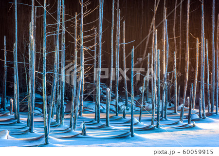 Biei, Japan at Aoike Blue Pond in winter Biei, Japan at Aoike Blue Pond in winter 60059915