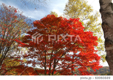 横谷観音展望台の紅葉 60060889