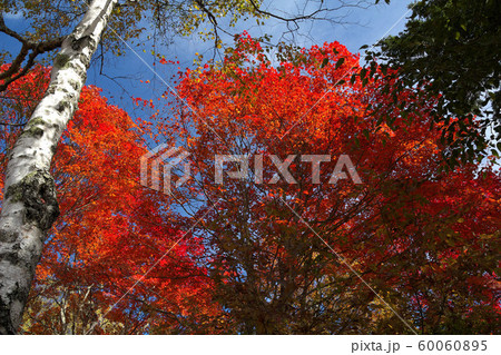 横谷観音展望台の紅葉 60060895
