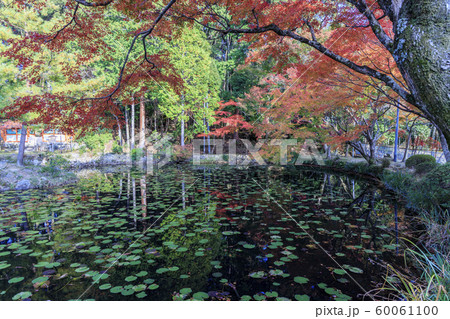 大原野神社 紅葉 大原野神社 紅葉 60061100