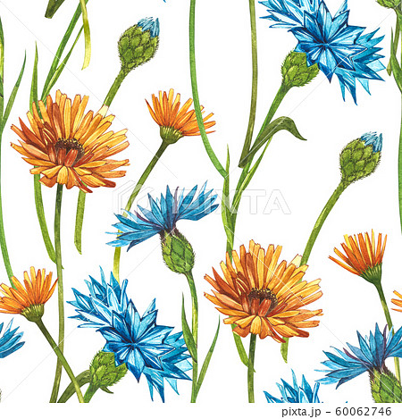 Blue Cornflower Herb or bachelor button flower bouquet with Calendula flowers isolated on white background. Set of drawing cornflowers, floral elements, watercolor botanical illustration. Seamless Blue Cornflower Herb or bachelor button flower bouquet with Calendula flowers isolated on white background. Set of drawing cornflowers, floral elements, watercolor botanical illustration. Seamless 60062746