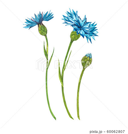 Blue Cornflower Herb or bachelor button flower bouquet isolated on white background. Set of drawing cornflowers, floral elements, watercolor botanical illustration. Blue Cornflower Herb or bachelor button flower bouquet isolated on white background. Set of drawing cornflowers, floral elements, watercolor botanical illustration. 60062807
