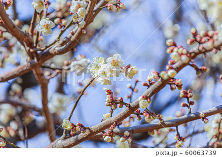 梅の花 60063739