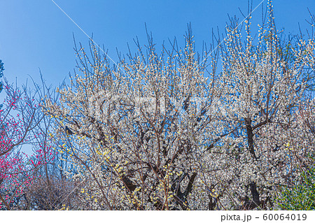 梅の花 梅の花 60064019