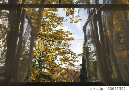 View of Autumn Garden and Tree from Vintage Wooden Window 60065592