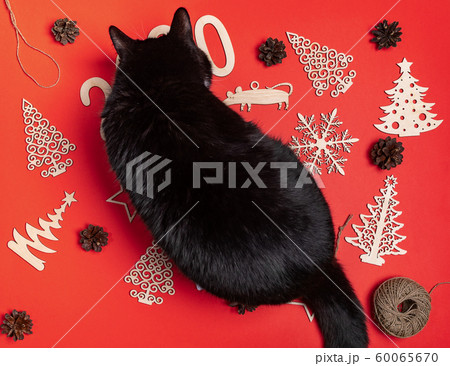 Curious black cat is sitting atop festive christmas mockup with red background and handmade wooden xmas decorations. Funny composition. Flat lay, top view. 60065670