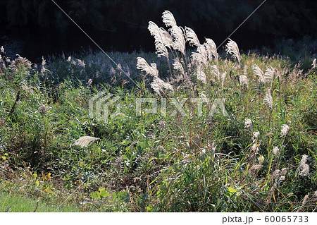 ススキ ススキ 60065733