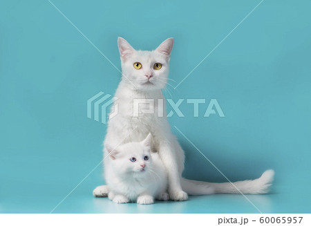 little white kitten next to his mother on a turquoise background 60065957